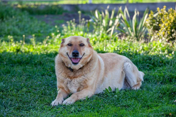 Красная Бездомная Собака Зеленой Траве — стоковое фото