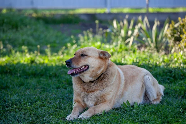 緑の草の上に赤いホームレスの犬 — ストック写真