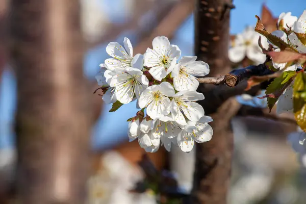 Красива Вишнева Гілка Цвітіння Боке — стокове фото