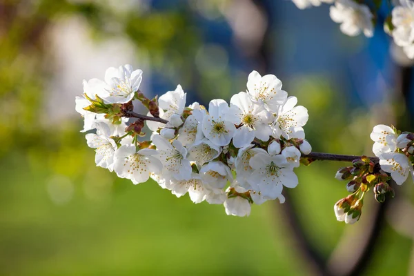 Красива Вишнева Гілка Цвітіння Боке — стокове фото