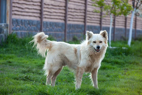 Söt Fluffig Gul Hund Går Grönt Gräs Sommarparken Bedårande Blandras — Stockfoto