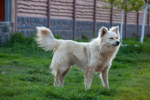 Cute Fluffy Yellow Dog Walking Green Grass Summer Park Adorable — стоковое фото