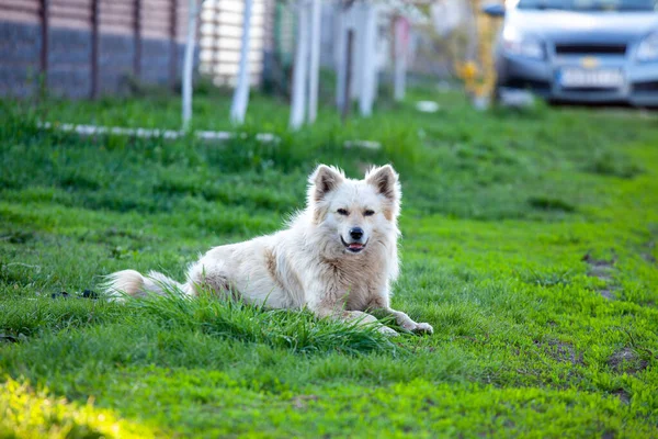 Cute Fluffy Yellow Dog Walking Green Grass Summer Park Adorable — Fotografia de Stock