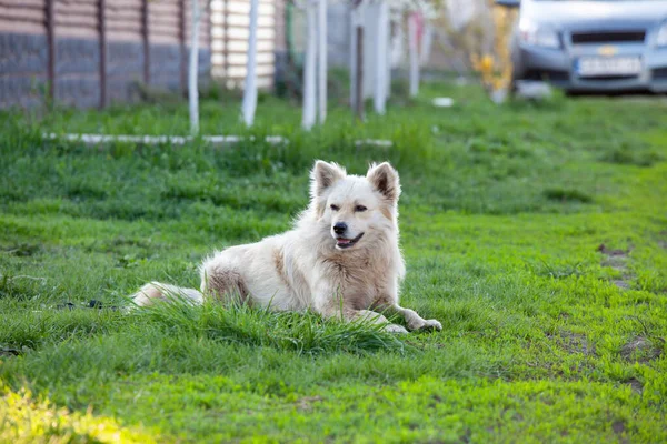 Cute Fluffy Yellow Dog Walking Green Grass Summer Park Adorable — Stock Photo, Image