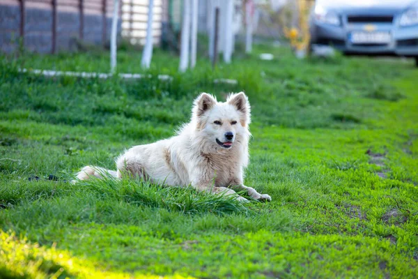 夏公園の緑の芝生を歩くかわいいふわふわの黄色の犬 避難所で散歩に大きな毛皮を持つ愛らしい混合品種の子犬 養子縁組の概念 野良犬を野良犬 — ストック写真