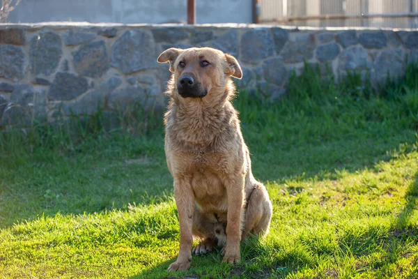 緑の草の上の悲しいホームレスの犬 — ストック写真