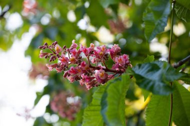 Aesculus carnea ya da kırmızı at kestanesi, A. pavia (kırmızı bukle) ile A. hipocastanum (at kestanesi) arasında orta büyüklükte bir yapay hibrit ağaçtır.). 