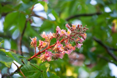 Aesculus carnea ya da kırmızı at kestanesi, A. pavia (kırmızı bukle) ile A. hipocastanum (at kestanesi) arasında orta büyüklükte bir yapay hibrit ağaçtır.). 