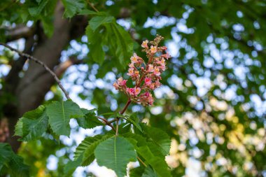 Aesculus carnea ya da kırmızı at kestanesi, A. pavia (kırmızı bukle) ile A. hipocastanum (at kestanesi) arasında orta büyüklükte bir yapay hibrit ağaçtır.). 