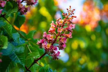 Aesculus carnea ya da kırmızı at kestanesi, A. pavia (kırmızı bukle) ile A. hipocastanum (at kestanesi) arasında orta büyüklükte bir yapay hibrit ağaçtır.). 