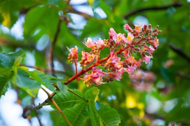 Aesculus carnea ya da kırmızı at kestanesi, A. pavia (kırmızı bukle) ile A. hipocastanum (at kestanesi) arasında orta büyüklükte bir yapay hibrit ağaçtır.). 