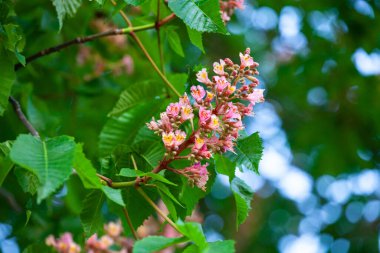 Aesculus carnea ya da kırmızı at kestanesi, A. pavia (kırmızı bukle) ile A. hipocastanum (at kestanesi) arasında orta büyüklükte bir yapay hibrit ağaçtır.). 