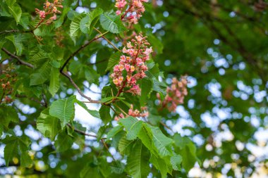 Aesculus carnea ya da kırmızı at kestanesi, A. pavia (kırmızı bukle) ile A. hipocastanum (at kestanesi) arasında orta büyüklükte bir yapay hibrit ağaçtır.). 