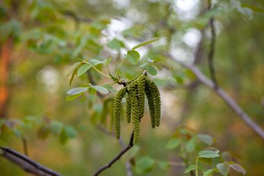 Bulanık bir arka plan üzerinde bahar çiçekli ceviz