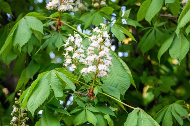 Aesculus cinsi, Buckeye ve at kestanesi olarak adlandırılan, sabunüzümü ve lychee familyasından 1319 tür çiçek açan bitkiden oluşur..