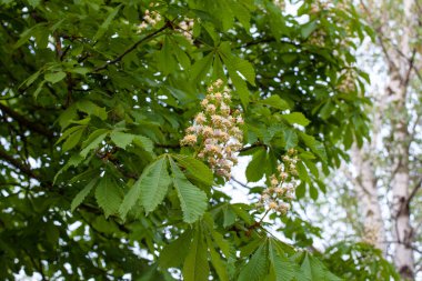 Aesculus cinsi, Buckeye ve at kestanesi olarak adlandırılan, sabunüzümü ve lychee familyasından 1319 tür çiçek açan bitkiden oluşur..