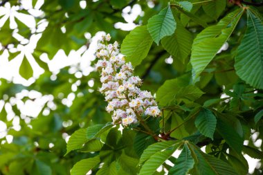 Aesculus cinsi, Buckeye ve at kestanesi olarak adlandırılan, sabunüzümü ve lychee familyasından 1319 tür çiçek açan bitkiden oluşur..