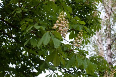 Aesculus cinsi, Buckeye ve at kestanesi olarak adlandırılan, sabunüzümü ve lychee familyasından 1319 tür çiçek açan bitkiden oluşur..