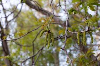 Baharın başlarında açan ceviz