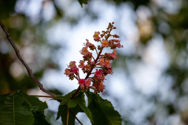 Aesculus Carnea Red Horse Chestnut Medium Sized Tree Artificial Hybrid — Stock Photo, Image