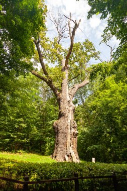 Maksym Zaliznyak meşe ağacı Ukrayna 'da doğal bir anıttır.