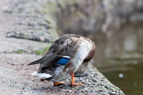 Die Stockente Oder Wildente Anas Platyrhynchos Ist Eine Streichelnde Ente — Stockfoto