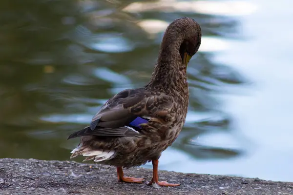 Die Stockente Oder Wildente Anas Platyrhynchos Ist Eine Streichelnde Ente — Stockfoto