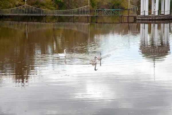 Ivan Tscherkasy Region Ukraine Oktober 2022 Schöner Park Mit See — Stockfoto