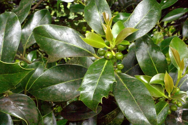 Bayas y hojas de acebo — Foto de Stock