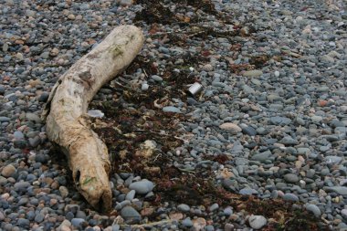 çakıl plajı ile dalgaların karaya attığı odun