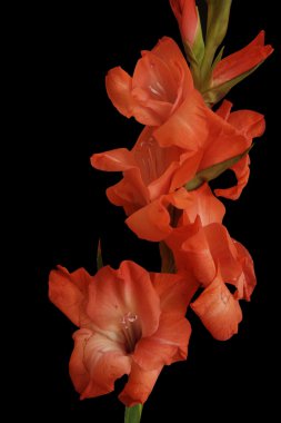 siyah üzerine kırmızı Kılıç çiçeği