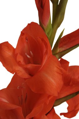Kırmızı gladioli portre