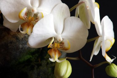 Beyaz Orkide 03
