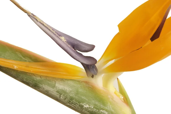 Bird of Paradise White — Stock Photo, Image