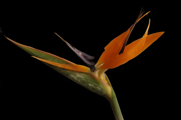 Bird of Paradise black — Stock Photo, Image