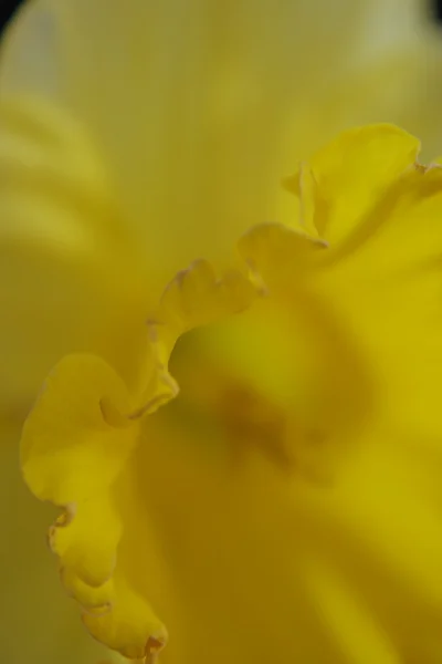 Daffodil Petal Detail Macro — Stock Photo, Image