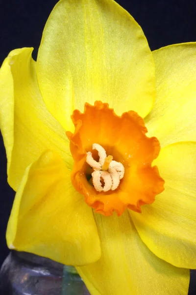 Centro de narcisos en jarrón de primer plano — Foto de Stock