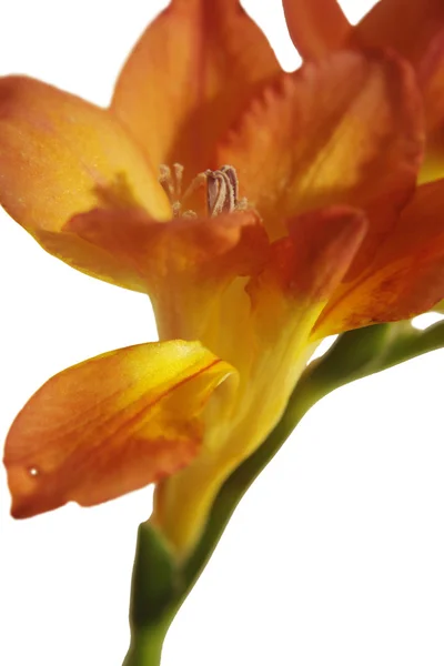 สีส้ม Freesia Closeup — ภาพถ่ายสต็อก