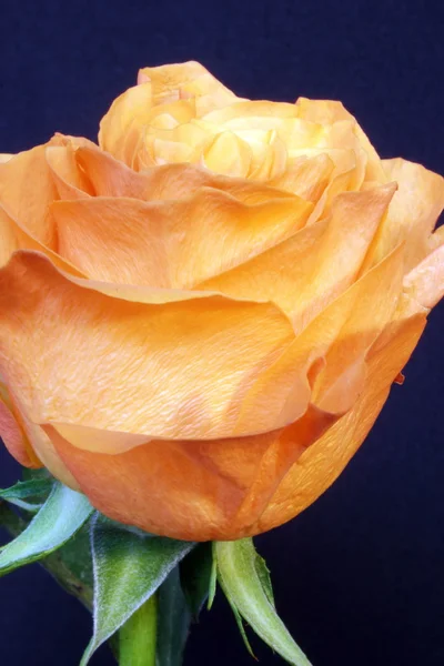 Orange Rose 01 — Stockfoto