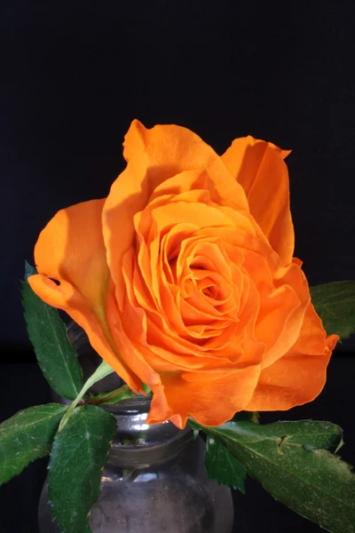 Rosa naranja 04 — Foto de Stock