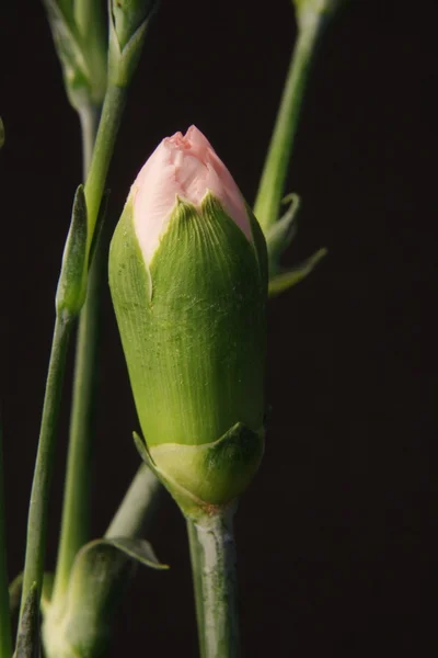 Rosa carnation bud närbild — Stockfoto