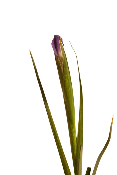 Purple iris bud on white — Stock Photo, Image