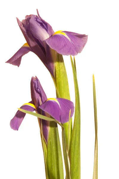 Paarse iris closup op wit — Stockfoto