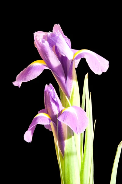 Chiusura Iris viola su nero — Foto Stock