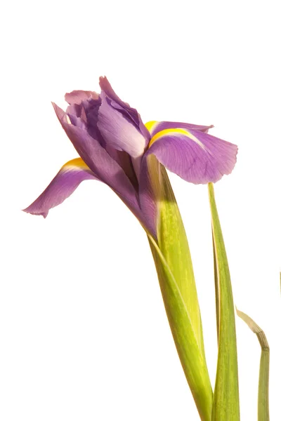 Paarse iris closup op wit 2 — Stockfoto