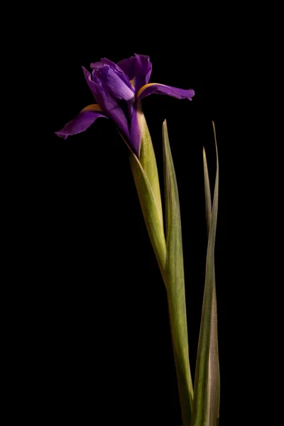 Ritratto di Iris viola — Foto Stock