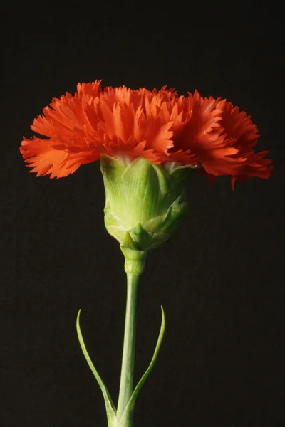 Red Carnation 2 — Stock Photo, Image