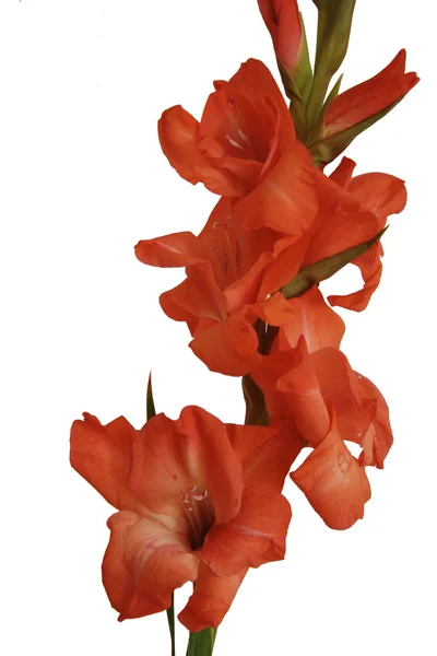 Gladioli vermelho em branco — Fotografia de Stock