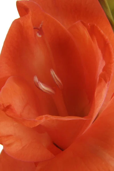 Red Gladioli macro — Stock Photo, Image