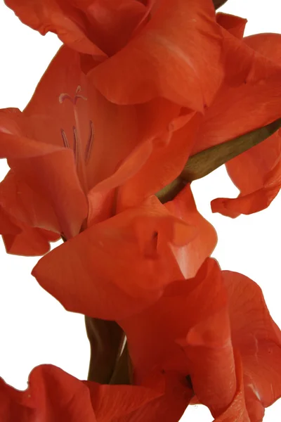 Gladioli vermelho em closeup branco — Fotografia de Stock